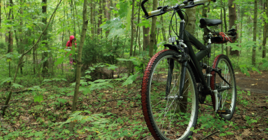 rower w lesie