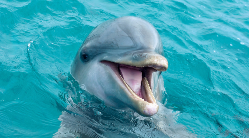 uśmiechnięty delfin